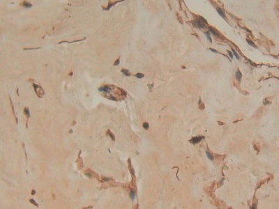 膜联蛋白A4(ANXA4)多克隆抗体
