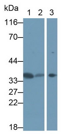 膜联蛋白A4(ANXA4)多克隆抗体