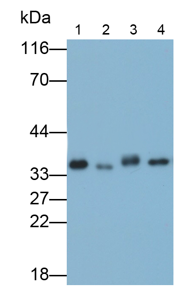膜联蛋白A4(ANXA4)多克隆抗体
