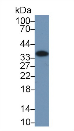 膜联蛋白A4(ANXA4)多克隆抗体
