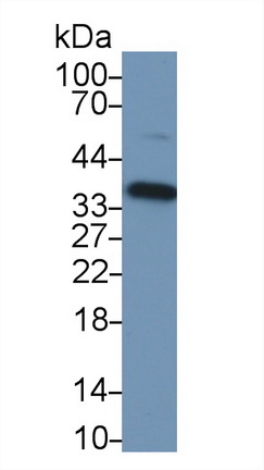 膜联蛋白A4(ANXA4)多克隆抗体