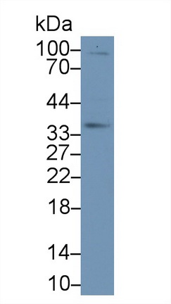 膜联蛋白A4(ANXA4)多克隆抗体
