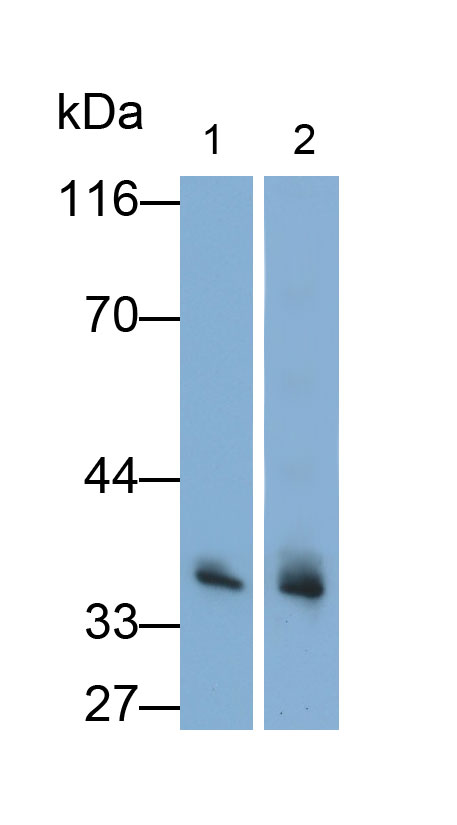 膜联蛋白A4(ANXA4)多克隆抗体