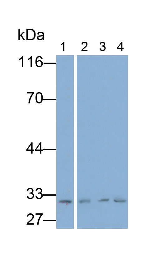 膜联蛋白A4(ANXA4)多克隆抗体