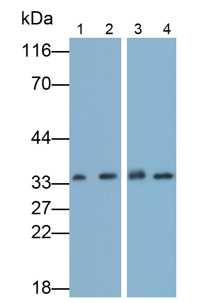 膜联蛋白A4(ANXA4)多克隆抗体