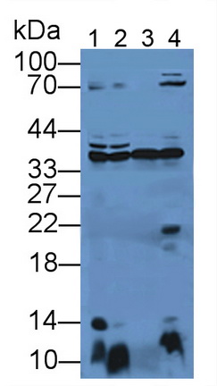 膜联蛋白A4(ANXA4)多克隆抗体