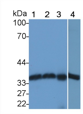 膜联蛋白A4(ANXA4)多克隆抗体
