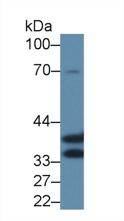 膜联蛋白A4(ANXA4)多克隆抗体