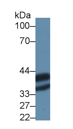 膜联蛋白A4(ANXA4)多克隆抗体
