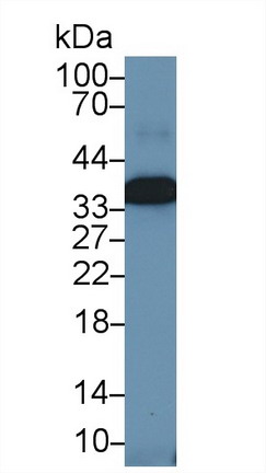 膜联蛋白A4(ANXA4)多克隆抗体