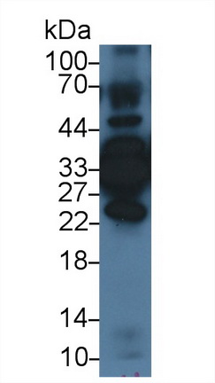 膜联蛋白A4(ANXA4)多克隆抗体