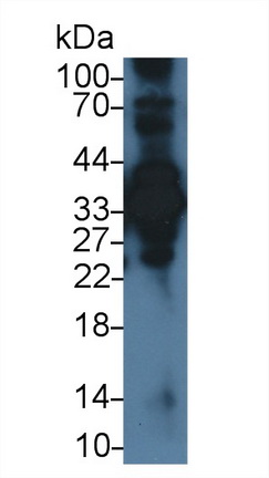 膜联蛋白A4(ANXA4)多克隆抗体