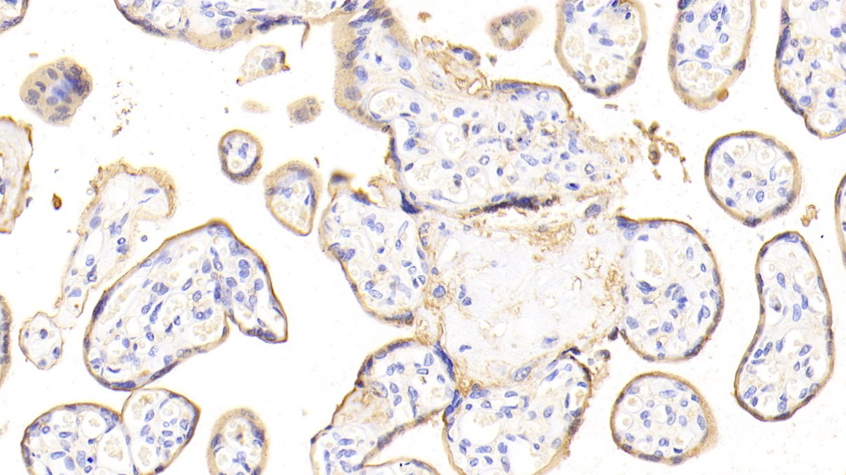 膜联蛋白A4(ANXA4)多克隆抗体