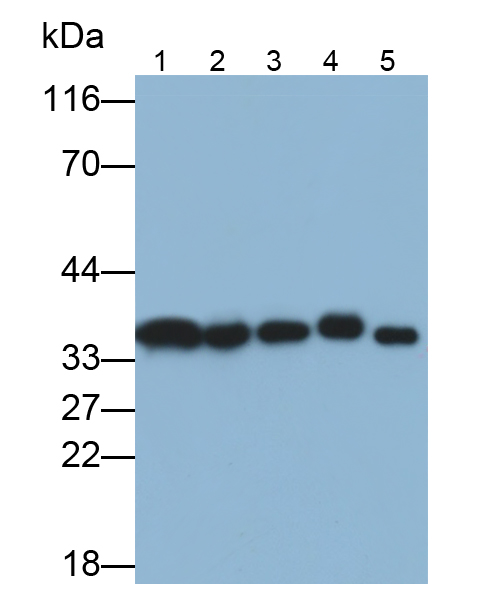 膜联蛋白A4(ANXA4)多克隆抗体