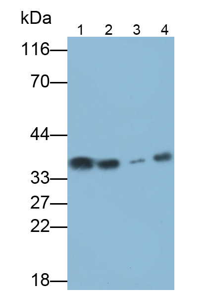 膜联蛋白A4(ANXA4)多克隆抗体