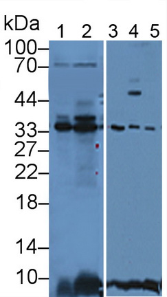 膜联蛋白A4(ANXA4)多克隆抗体