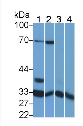 膜联蛋白A4(ANXA4)多克隆抗体