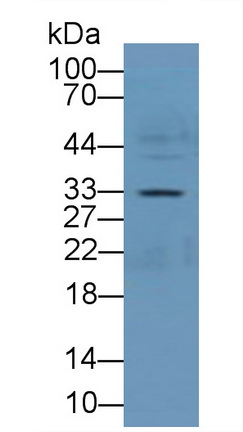 膜联蛋白A4(ANXA4)多克隆抗体