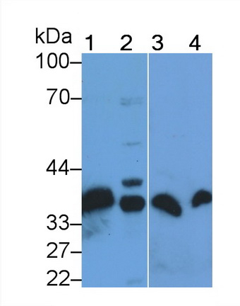 膜联蛋白A4(ANXA4)多克隆抗体
