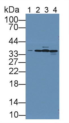 膜联蛋白A4(ANXA4)多克隆抗体