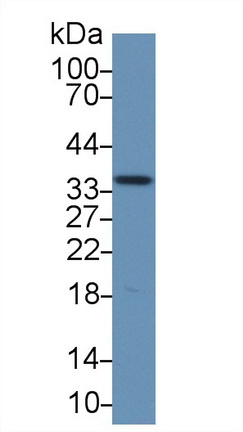 膜联蛋白A4(ANXA4)多克隆抗体