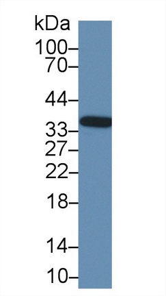 膜联蛋白A4(ANXA4)多克隆抗体