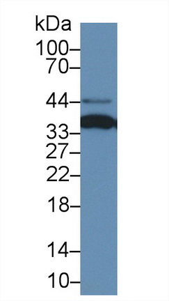 膜联蛋白A4(ANXA4)多克隆抗体