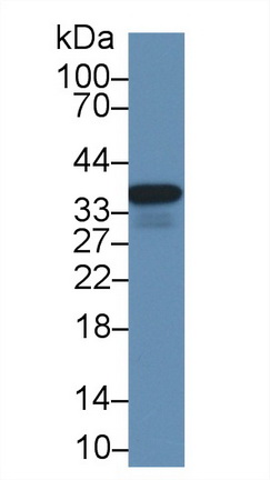 膜联蛋白A4(ANXA4)多克隆抗体