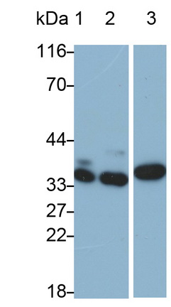 膜联蛋白A4(ANXA4)多克隆抗体