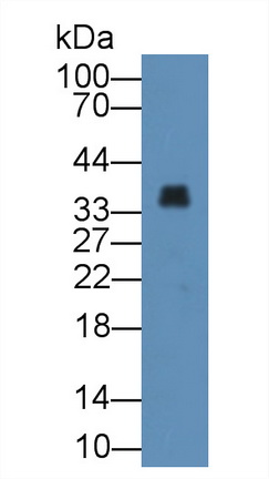 膜聯(lián)蛋白A3(ANXA3)多克隆抗體