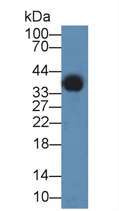 膜聯(lián)蛋白A3(ANXA3)多克隆抗體