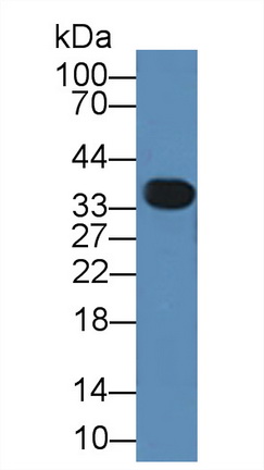 膜聯(lián)蛋白A3(ANXA3)多克隆抗體