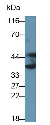 膜聯(lián)蛋白A3(ANXA3)多克隆抗體