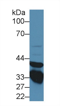 膜聯(lián)蛋白A3(ANXA3)多克隆抗體