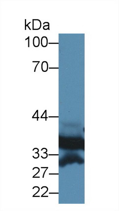 膜聯(lián)蛋白A3(ANXA3)多克隆抗體