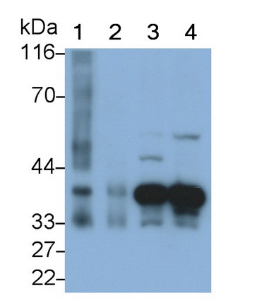 膜联蛋白A1(ANXA1)多克隆抗体