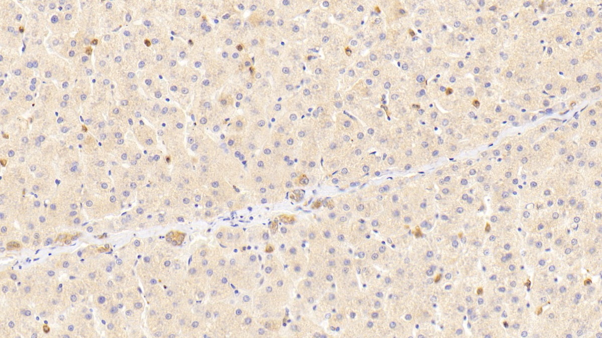 膜联蛋白A1(ANXA1)多克隆抗体