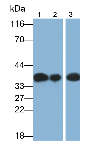 膜聯(lián)蛋白A1(ANXA1)多克隆抗體