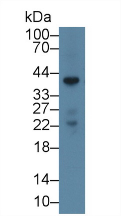膜聯(lián)蛋白A1(ANXA1)多克隆抗體