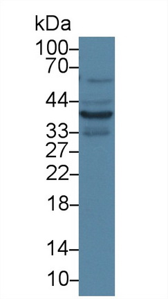 膜聯(lián)蛋白A1(ANXA1)多克隆抗體