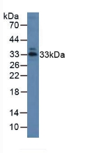 膜聯(lián)蛋白A1(ANXA1)多克隆抗體