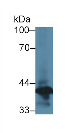 膜聯(lián)蛋白A1(ANXA1)多克隆抗體