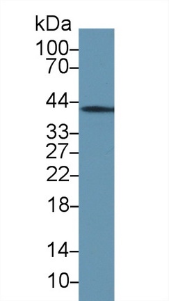 膜聯(lián)蛋白A1(ANXA1)多克隆抗體