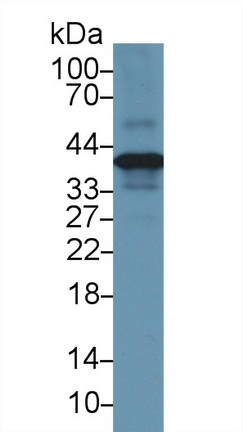 膜聯(lián)蛋白A1(ANXA1)多克隆抗體