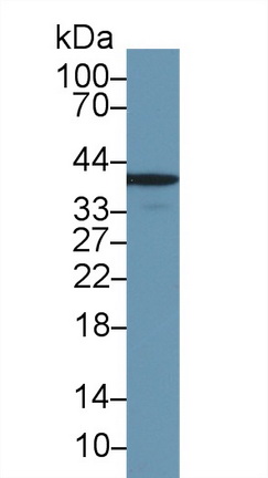 膜聯(lián)蛋白A1(ANXA1)多克隆抗體
