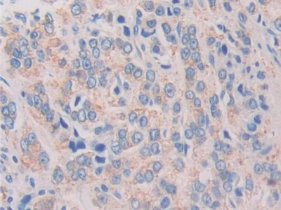 白介素1ζ(IL1z)多克隆抗體