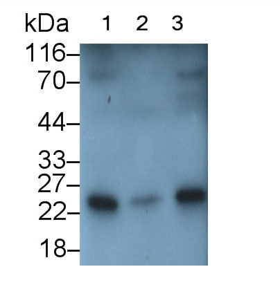 白介素1ζ(IL1z)多克隆抗體