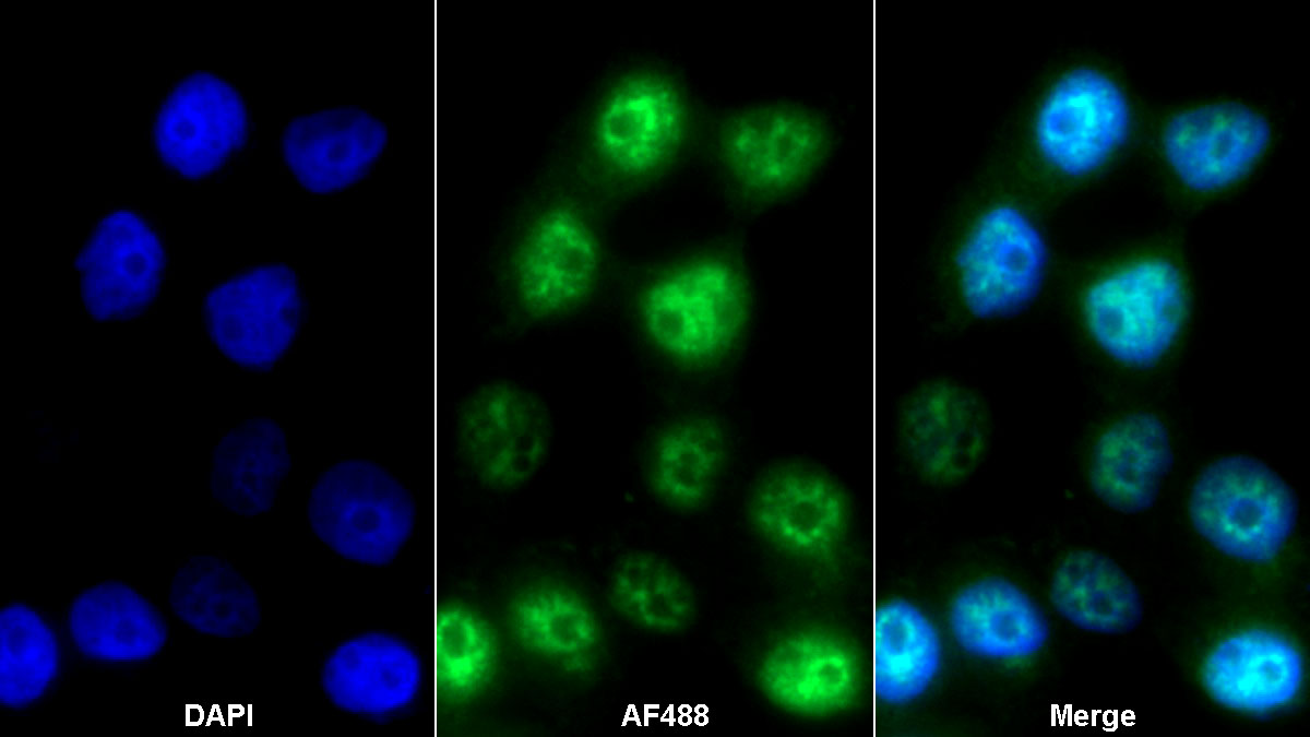白介素1ζ(IL1z)多克隆抗體