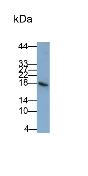 白介素1ε(IL1e)多克隆抗体