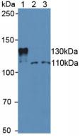 沉默調(diào)節(jié)蛋白1(SIRT1)多克隆抗體